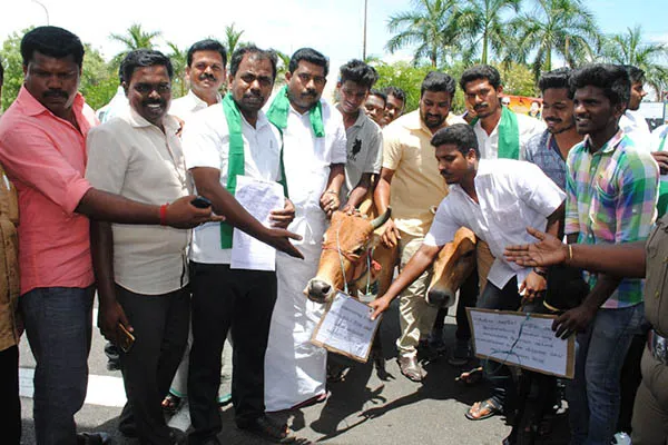 cow